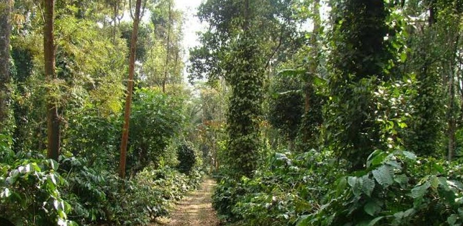 Coffee Estate